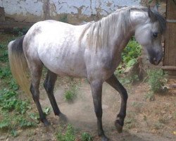 stallion Abyad Gazal 2008 ShA (Shagya Arabian, 2008, from 31 Gazal XLII 1989 ShA)