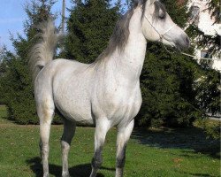 stallion 31 Gazal XLII 1989 ShA (Shagya Arabian, 1989, from 7 Gazal 1982 ShA)