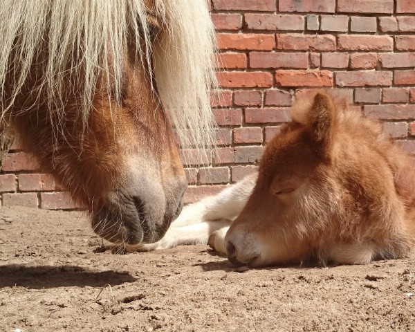 horse Nuria aus dem Wendland (Shetland Pony, 2015, from Georg)