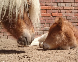 Pferd Nuria aus dem Wendland (Shetland Pony, 2015, von Georg)