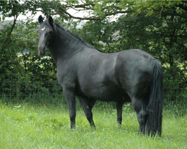 broodmare Holthausen Nienna (New Forest Pony, 1995, from Jasper 210)