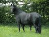 Zuchtstute Holthausen Nienna (New-Forest-Pony, 1995, von Jasper 210)