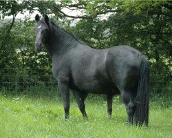 Zuchtstute Holthausen Nienna (New-Forest-Pony, 1995, von Jasper 210)