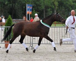 broodmare Marnehoeve's Emily (New Forest Pony, 1995, from Frisian Forest Marco Polo)