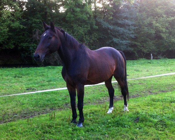 horse Rocky Little Mountain (Württemberger, 1993, from Ricardo)