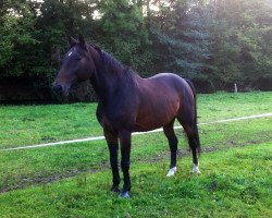 Pferd Rocky Little Mountain (Württemberger, 1993, von Ricardo)