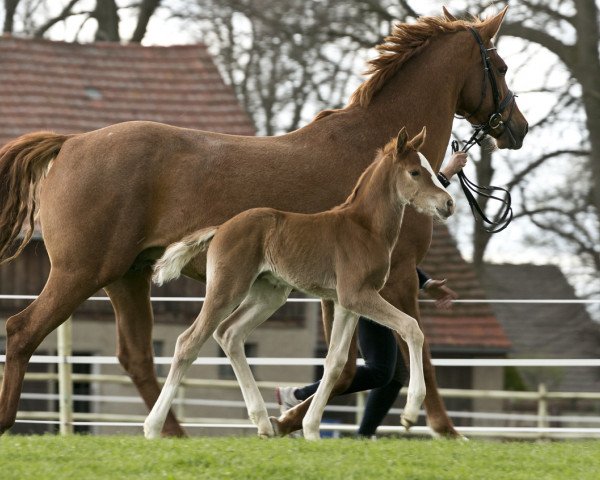 dressage horse Hengstfohlen v. Quaterback geb.2015 (Oldenburg,  , from Quaterback)