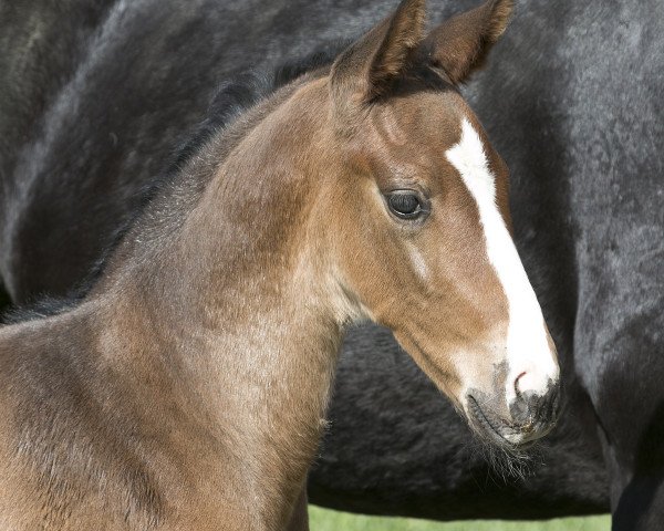 dressage horse Hengstfohlen v.Grey Flanell geb2015 (Oldenburg, 2015, from Grey Flanell)