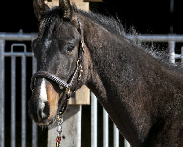 stallion Johnson (Oldenburg, 2013, from Glock's Johnson Tn)