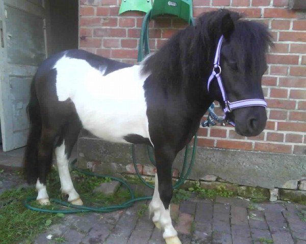 horse Logan von der Gerlinger Mühle (Dt.Part-bred Shetland pony, 2010, from Little Diego v.)