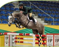 jumper Salz der Erde (Hanoverian, 2009, from Stakkato)