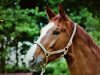 dressage horse Amaretto 184 (Westphalian, 1998, from Abano)