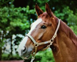 dressage horse Amaretto 184 (Westphalian, 1998, from Abano)