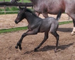 broodmare Shiori (German Warmblood, 2015, from Lando)