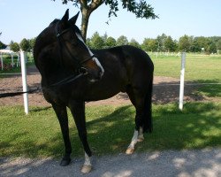 Pferd Sundoor (Trakehner, 1990, von Bartholdy)