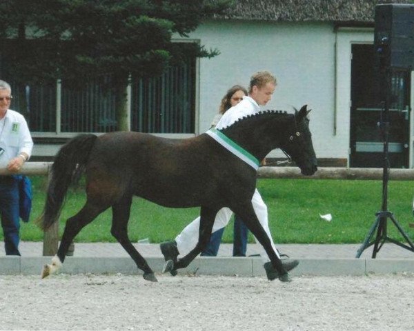 Zuchtstute Heuvingshof Bonita (New-Forest-Pony,  , von Offem Adonis)