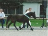 Zuchtstute Heuvingshof Bonita (New-Forest-Pony,  , von Offem Adonis)