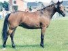 broodmare Mellody (New Forest Pony, 1996, from Kantje's Ronaldo)