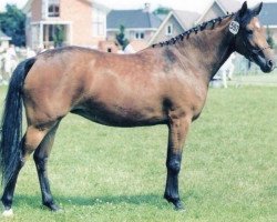 broodmare Mellody (New Forest Pony, 1996, from Kantje's Ronaldo)