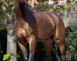 jumper Jackass (Belgian Warmblood, 2009, from Chekandino)