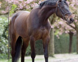 broodmare Gitania (Belgian Warmblood, 2006, from Argentinus)