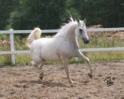 broodmare Kira V ox (Arabian thoroughbred, 1985, from Parsek ox)