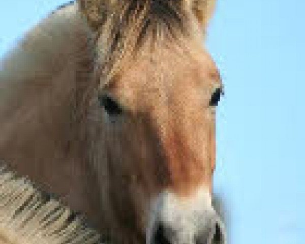 dressage horse Laila (Fjord Horse, 2012, from Orkus)