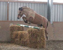 horse Hirko (Fjord Horse, 2011, from Havik III)