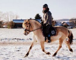 Pferd Silvana (Fjordpferd, 2010, von Ilmar)