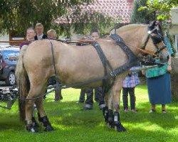 broodmare Kis-Libell (Fjord Horse, 1990, from Hjell)