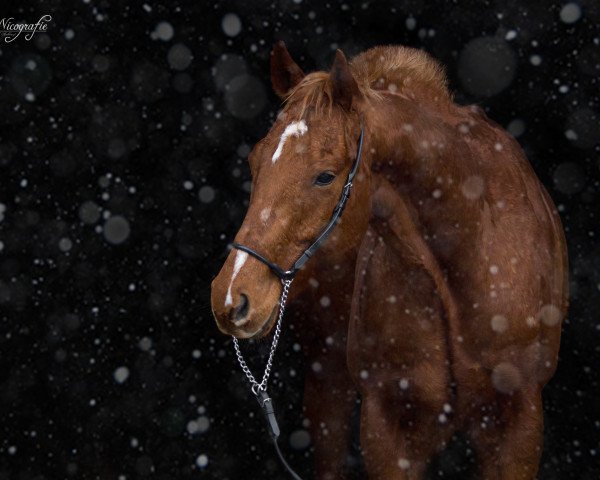 horse TL Lil Peppy Can (Quarter Horse, 2007, from We can Do It)