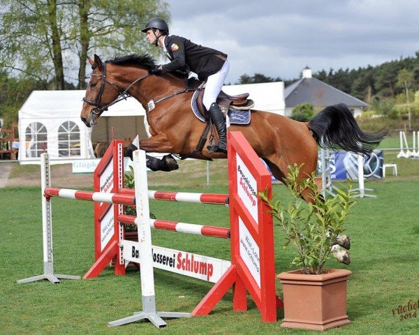 jumper Chadonna (Zangersheide riding horse, 2008, from Pkz Contact van de Heffinck)