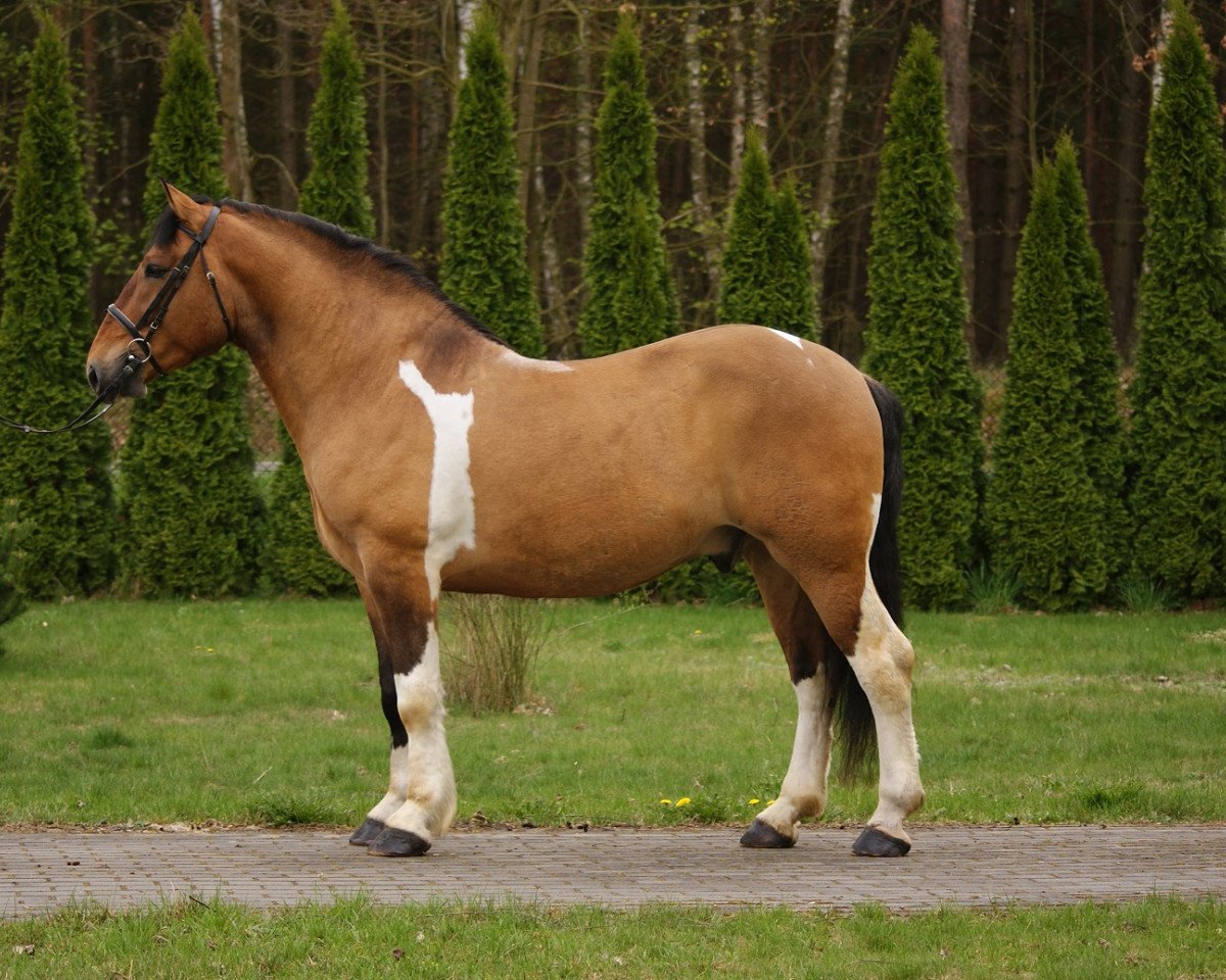 horse Iwan (Polish Heavy Draft, 2009)