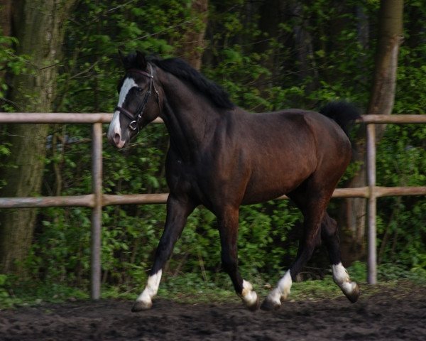 Pferd Grantas (Polnisches Warmblut, 2011)