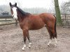 dressage horse Capt`n Sharky (German Warmblood, 2011, from Quel craneur W)