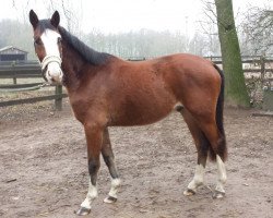 dressage horse Capt`n Sharky (German Warmblood, 2011, from Quel craneur W)