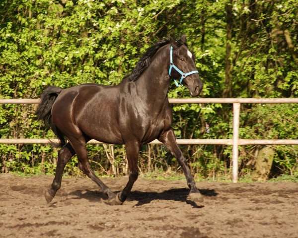 Pferd Hornob (Polnisches Warmblut, 2006)