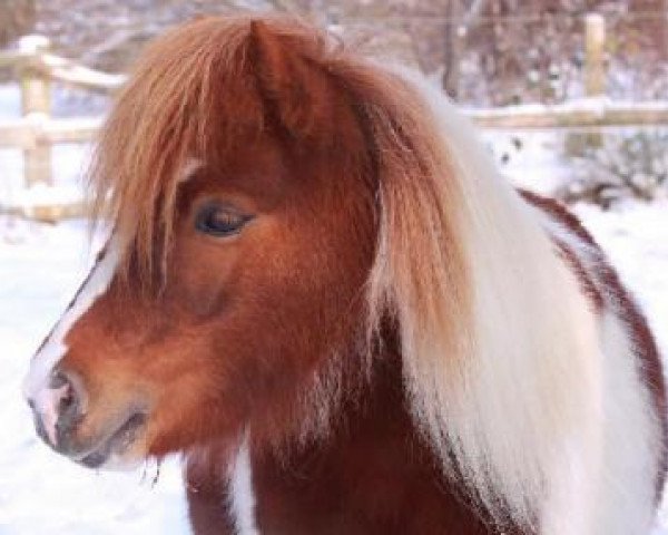 Zuchtstute Silbersee´s Gipsy (Dt.Part-bred Shetland Pony, 2005, von Silbersee's Opal)