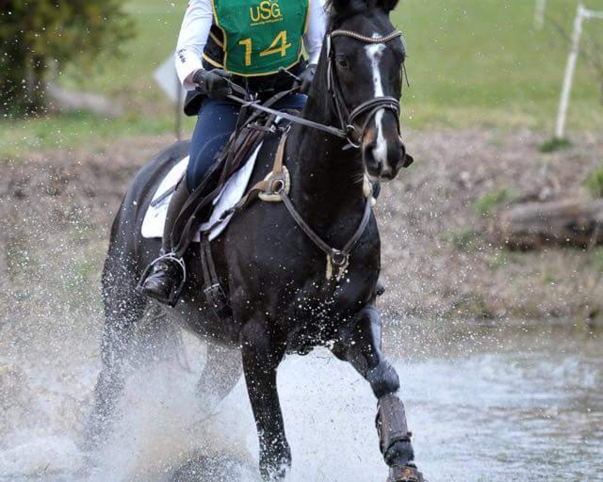 Springpferd Life of Riley (Hannoveraner, 2010, von Lauries Crusador xx)
