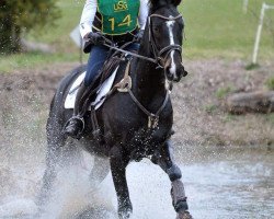 jumper Life of Riley (Hanoverian, 2010, from Lauries Crusador xx)