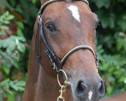 stallion Question D'Honneur B (Holsteiner, 2004, from Quite Capitol)