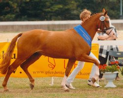 broodmare Rolanda K (German Riding Pony, 2007, from FS Champion de Luxe)