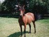 Zuchtstute Sulaatik's Nadja (New-Forest-Pony, 1985, von Duke's Forest Oberon)