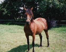 Zuchtstute Sulaatik's Nadja (New-Forest-Pony, 1985, von Duke's Forest Oberon)