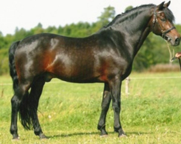 stallion Sulaatik's Benji (New Forest Pony, 1990, from Priory Prickle)