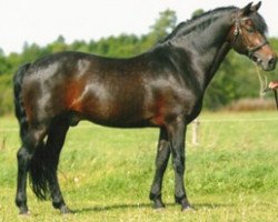 Deckhengst Sulaatik's Benji (New-Forest-Pony, 1990, von Priory Prickle)