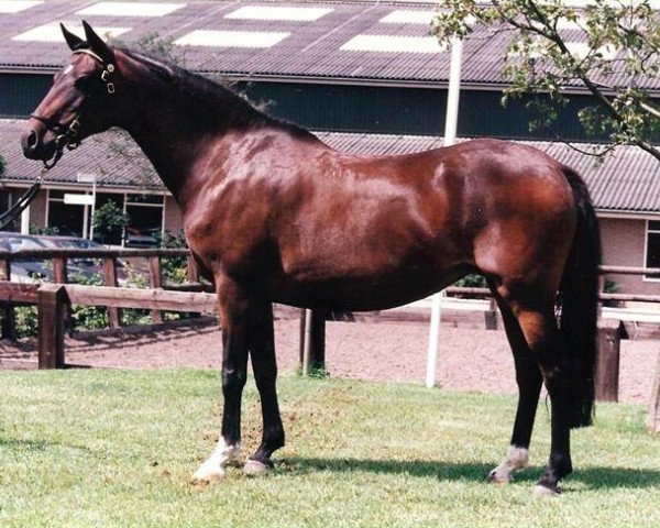 Zuchtstute Sulaatik's Personality (New-Forest-Pony, 1987, von Chungel Fury)