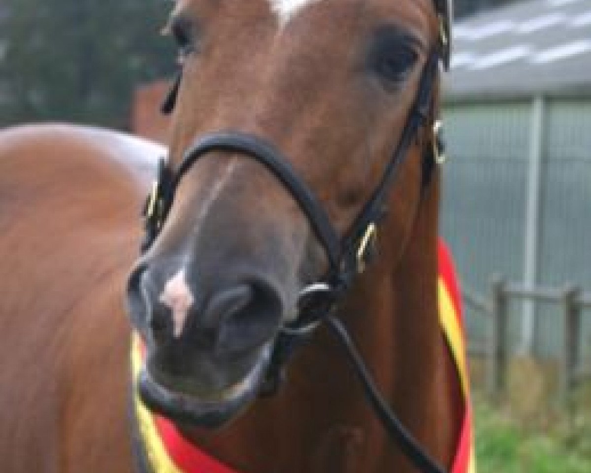 Deckhengst Marrondales Macintosh (New-Forest-Pony, 1999, von Park's Tambour)