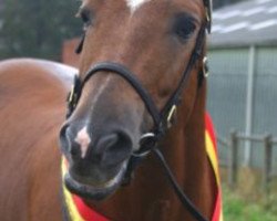 stallion Marrondales Macintosh (New Forest Pony, 1999, from Park's Tambour)