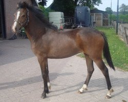 horse Esveldhoeve's Sunday (New Forest Pony, 2008, from Polsbury Pirelli)